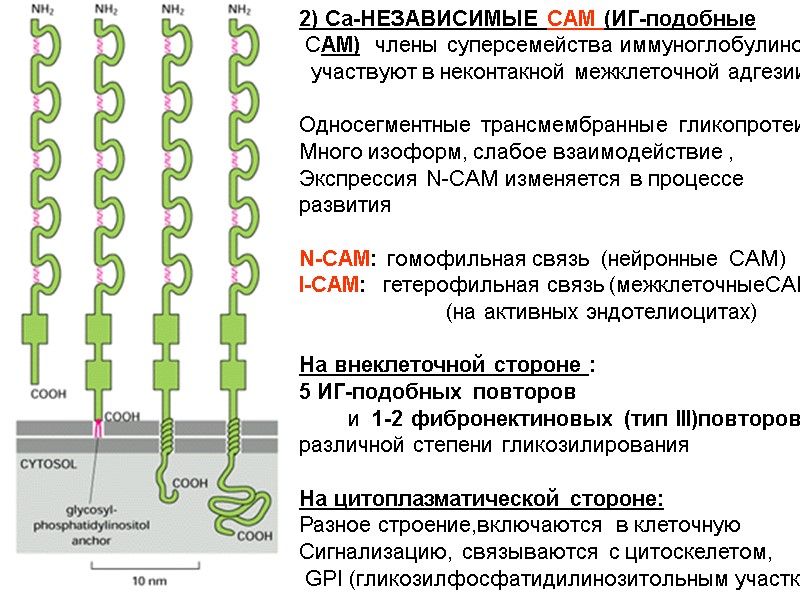 2) Ca-НЕЗАВИСИМЫЕ CAM (ИГ-подобные  CAM)  члены суперсемейства иммуноглобулинов   участвуют в